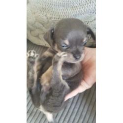 kleinblijvende hondjes pups chihuahua x terrier reutjes