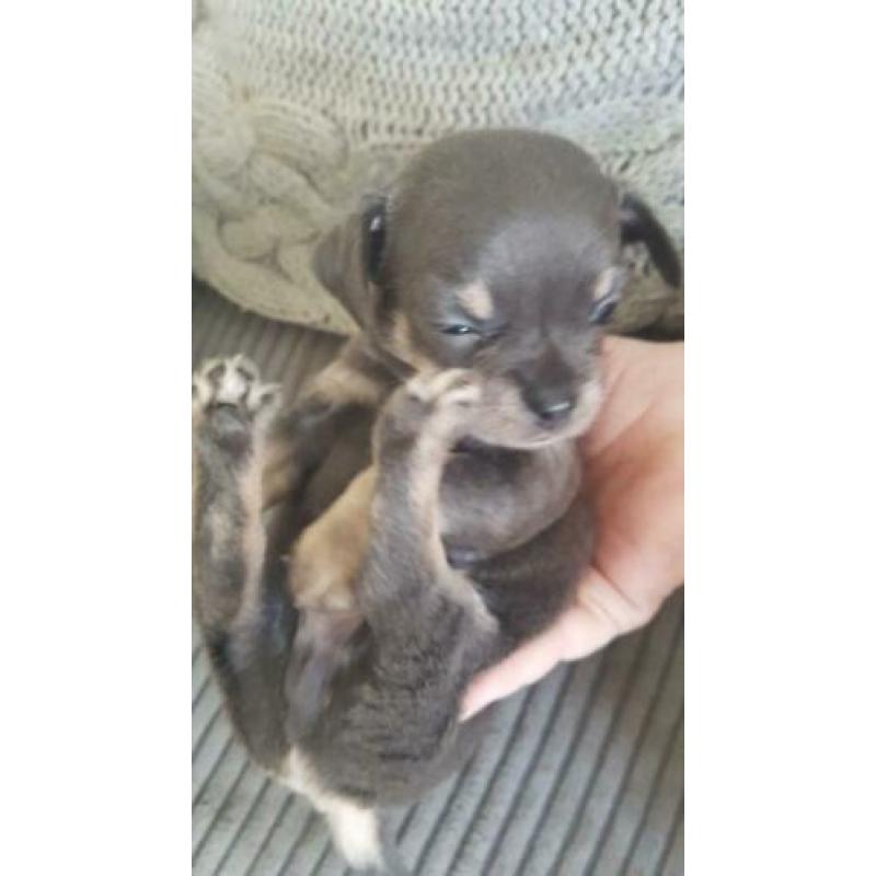 kleinblijvende hondjes pups chihuahua x terrier reutjes