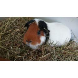 2 lieve vrouwtjes cavia s met hok