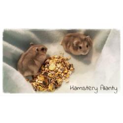 makke jonge lieve Russische dwerghamsters, Hamstery Alanty