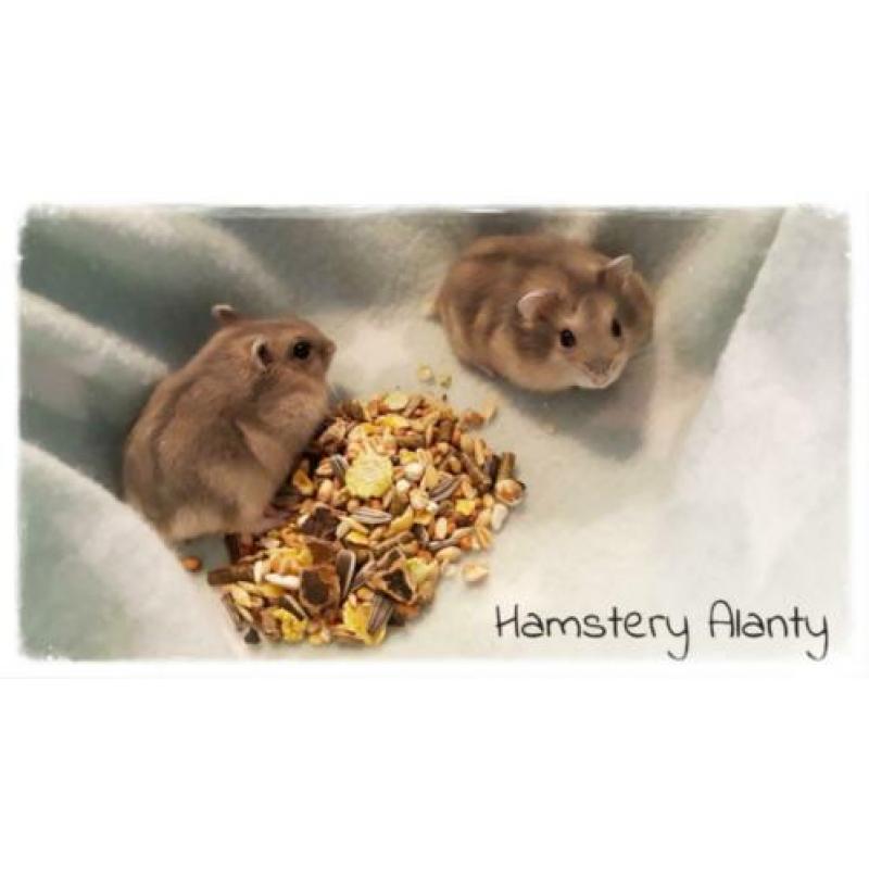 makke jonge lieve Russische dwerghamsters, Hamstery Alanty