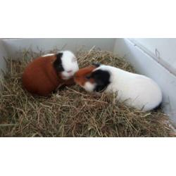 2 lieve vrouwtjes cavia s met hok