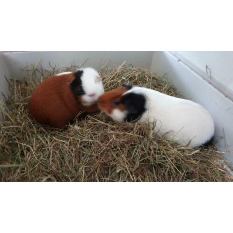 2 lieve vrouwtjes cavia s met hok