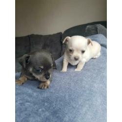 kleinblijvende hondjes pups chihuahua x terrier reutjes