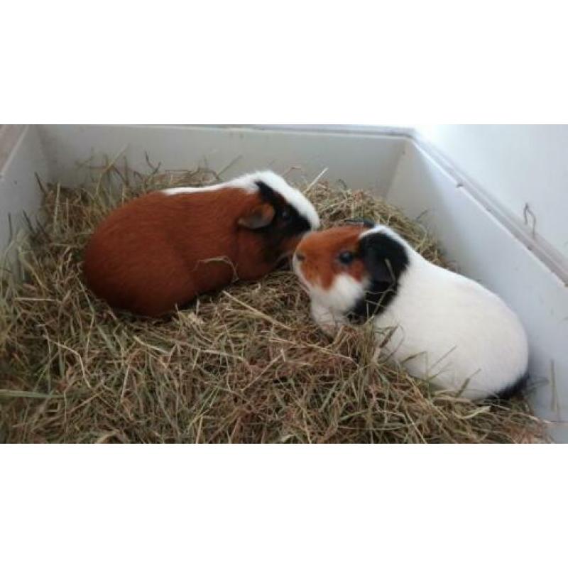 2 lieve vrouwtjes cavia s met hok