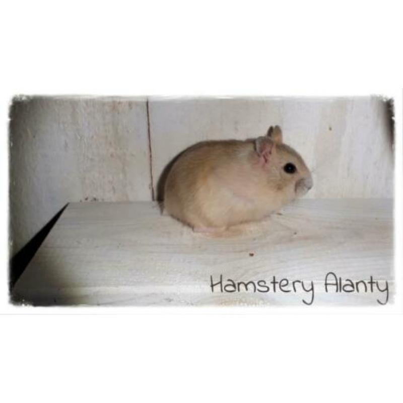 makke jonge lieve Russische dwerghamsters, Hamstery Alanty