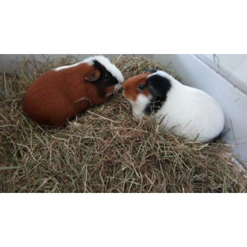 2 lieve vrouwtjes cavia s met hok