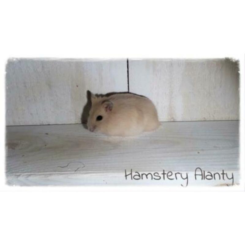 makke jonge lieve Russische dwerghamsters, Hamstery Alanty