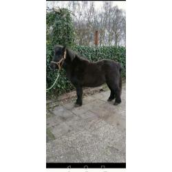 Pony 95 cm