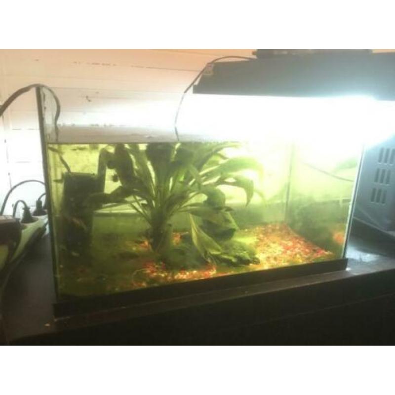 Juwel Aquarium incl vissen en accessoires