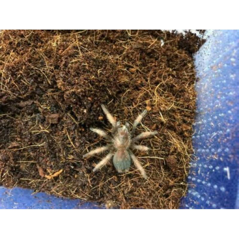 Mexicaanse Roodscheen vogelspin (Brachypelma Emilia Small)