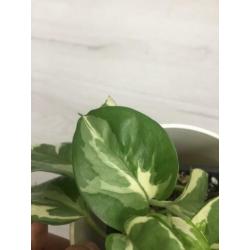 Philodendron epipremnum aureum n'joy