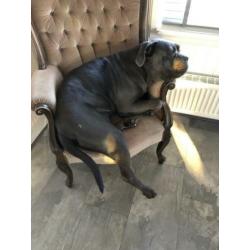 Goed huisje voor Cane Corso gezocht!