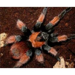 Mexicaanse Roodscheen vogelspin (Brachypelma Emilia Small)