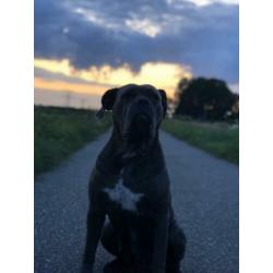 Goed huisje voor Cane Corso gezocht!