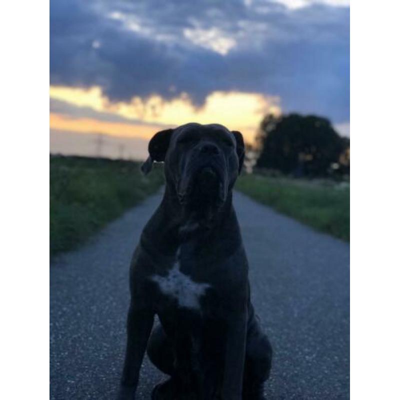 Goed huisje voor Cane Corso gezocht!