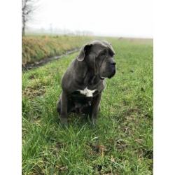 Goed huisje voor Cane Corso gezocht!