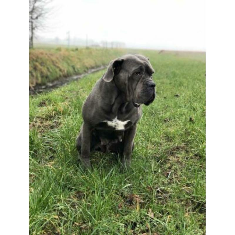 Goed huisje voor Cane Corso gezocht!