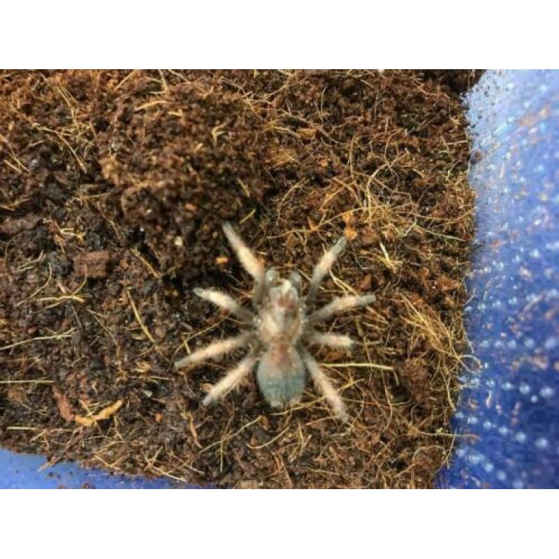 Mexicaanse Roodscheen vogelspin (Brachypelma Emilia Small)