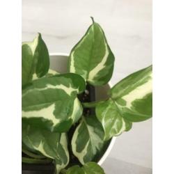 Philodendron epipremnum aureum n'joy