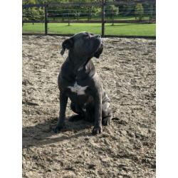 Goed huisje voor Cane Corso gezocht!