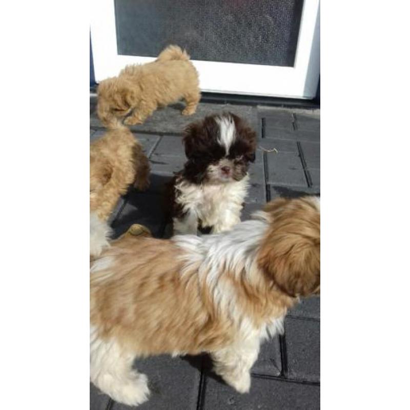 Kleinblijvende boomer puppys!!