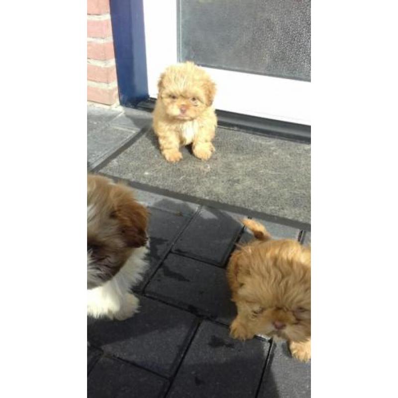 Kleinblijvende boomer puppys!!