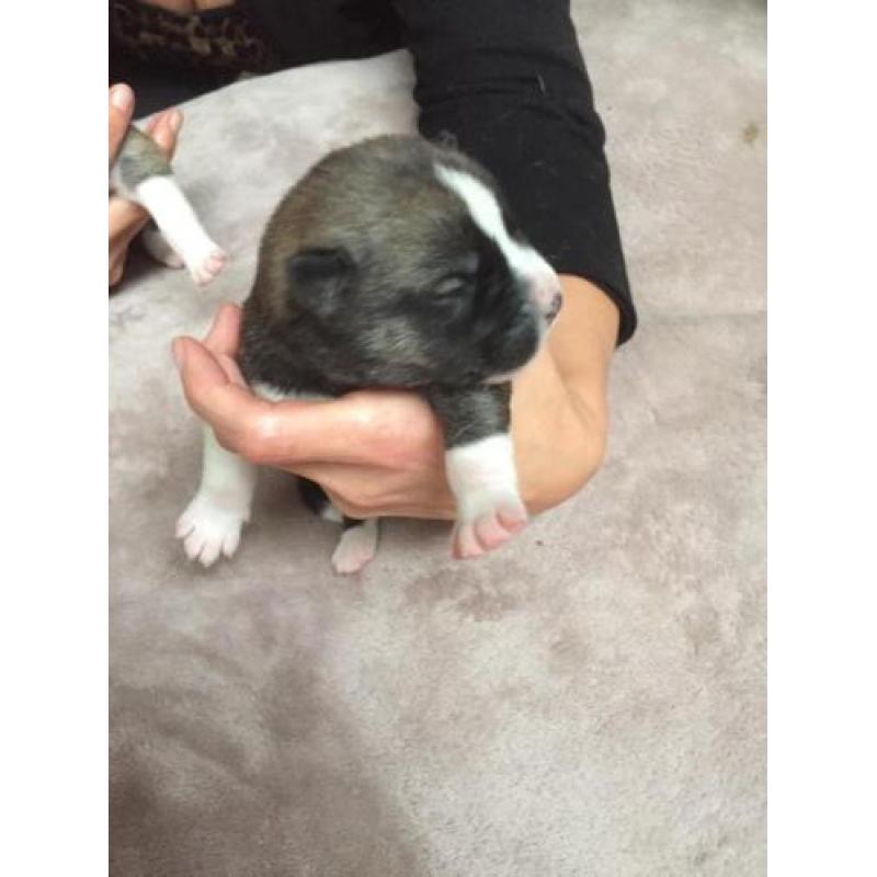 Huskita pups te koop