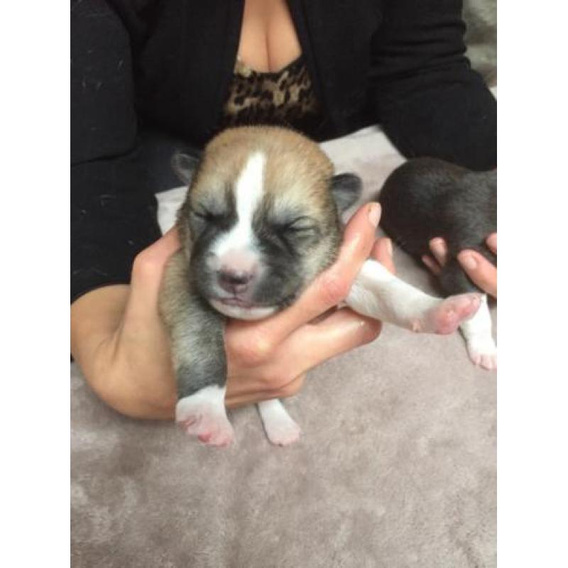 Huskita pups te koop