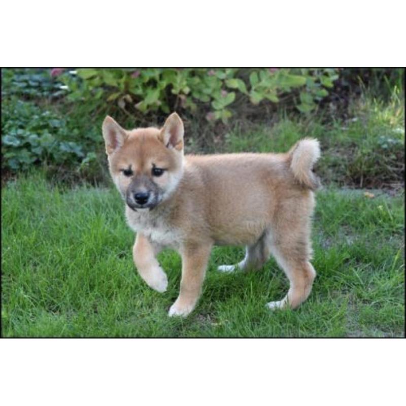 Shiba inu pups